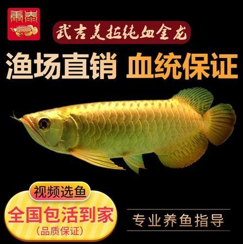 辣椒紅龍有哪些顏色等級，辣椒紅龍有哪些顏色等級辣椒紅龍的顏色等級詳細解析
