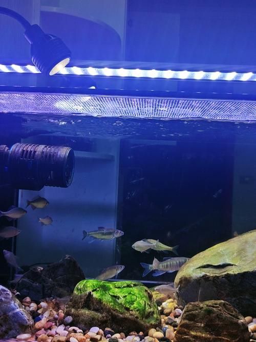 東城龍魚燈在哪里可以購買？，東城龍魚燈在哪里購買？