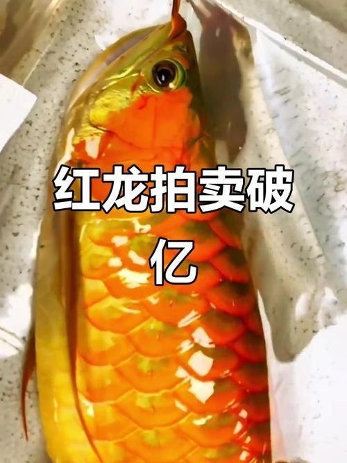 能否提供更多關于紅龍魚市場運作的圖片，紅龍魚市場運作依賴于多個環節