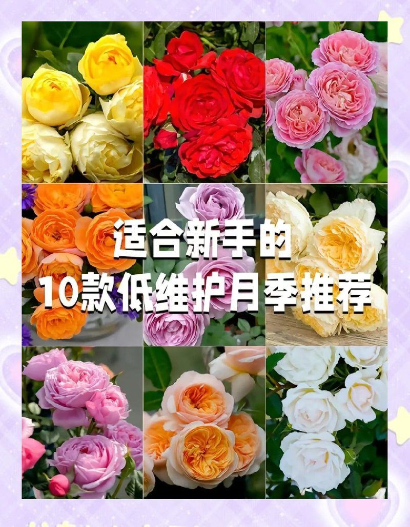 有哪些月季品種適合新手養殖，10款適合新手養殖的月季品種推薦，適合新手養殖月季
