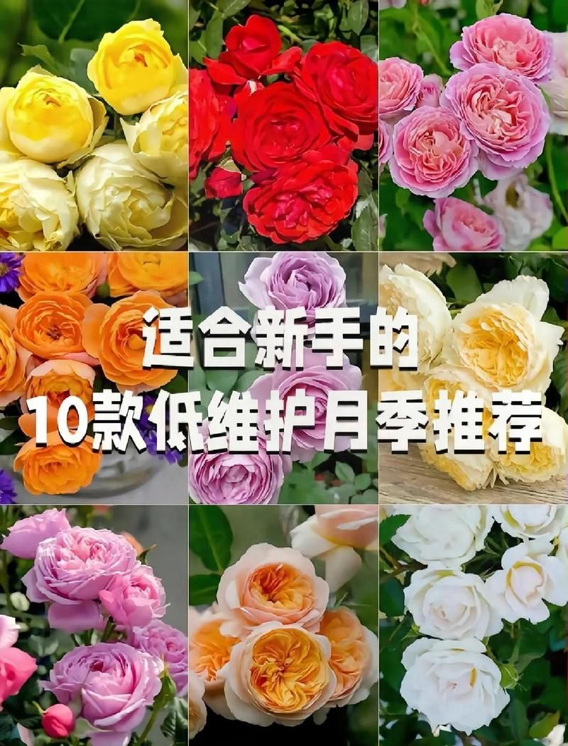 有哪些月季品種適合新手養殖，10款適合新手養殖的月季品種推薦，適合新手養殖月季