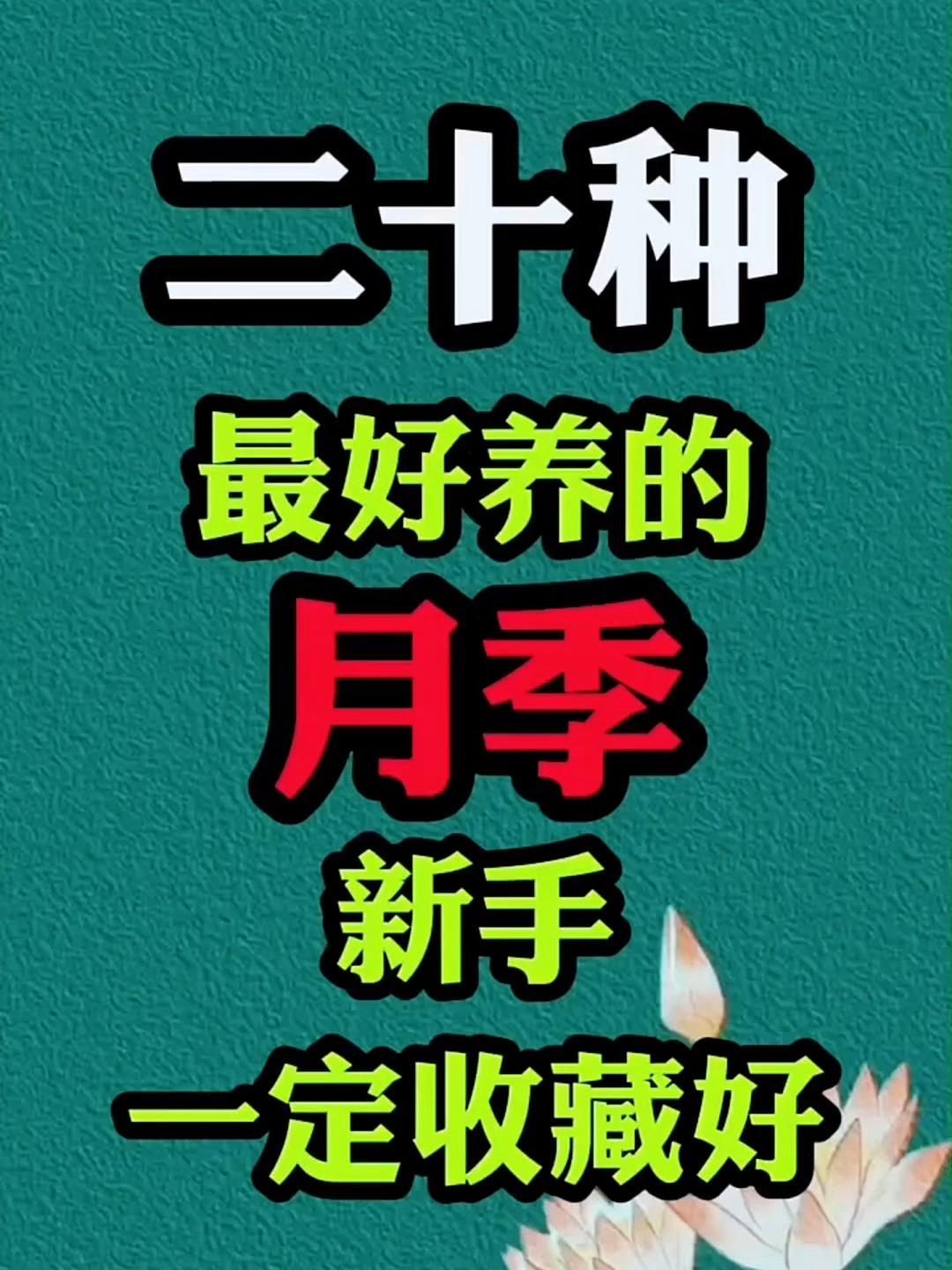 有哪些月季品種適合新手養殖，10款適合新手養殖的月季品種推薦，適合新手養殖月季