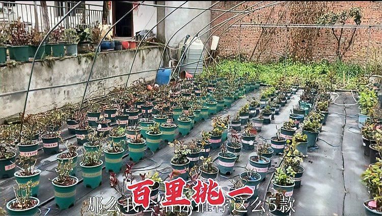 有哪些月季品種適合新手養殖，10款適合新手養殖的月季品種推薦，適合新手養殖月季