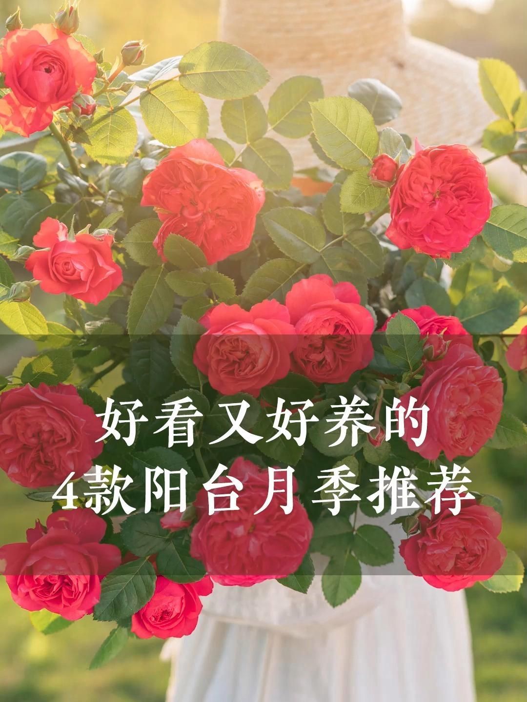 有哪些月季品種適合新手養殖，10款適合新手養殖的月季品種推薦，適合新手養殖月季