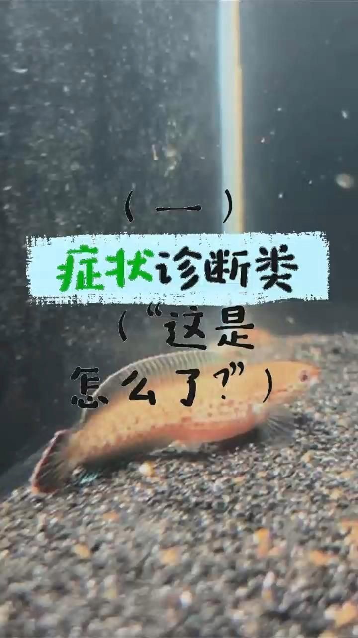 雷龍魚腹水癥狀，雷龍魚肚子鼓成球別亂治