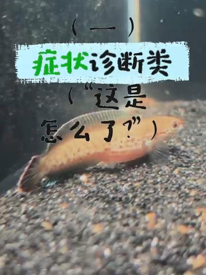 雷龍魚腹水癥狀，雷龍魚肚子鼓成球別亂治