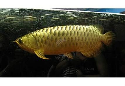 如何判斷石獅龍魚是否安全食用？，如何判斷“石獅龍魚”是否安全食用？