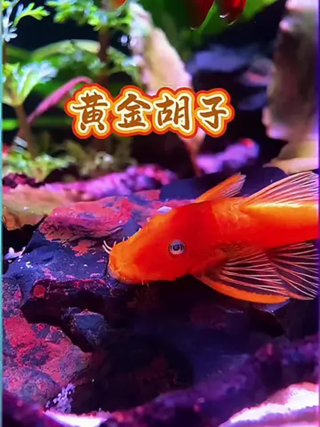 能推薦一些適合小型魚缸的清潔魚嗎？，小型魚缸清潔魚的選擇