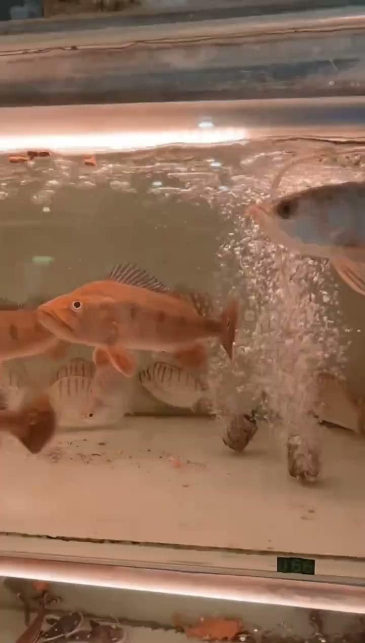 有哪些龍魚專用飼料推薦，仟湖ofg2龍魚專用魚食增艷水族專用飼料品牌推薦