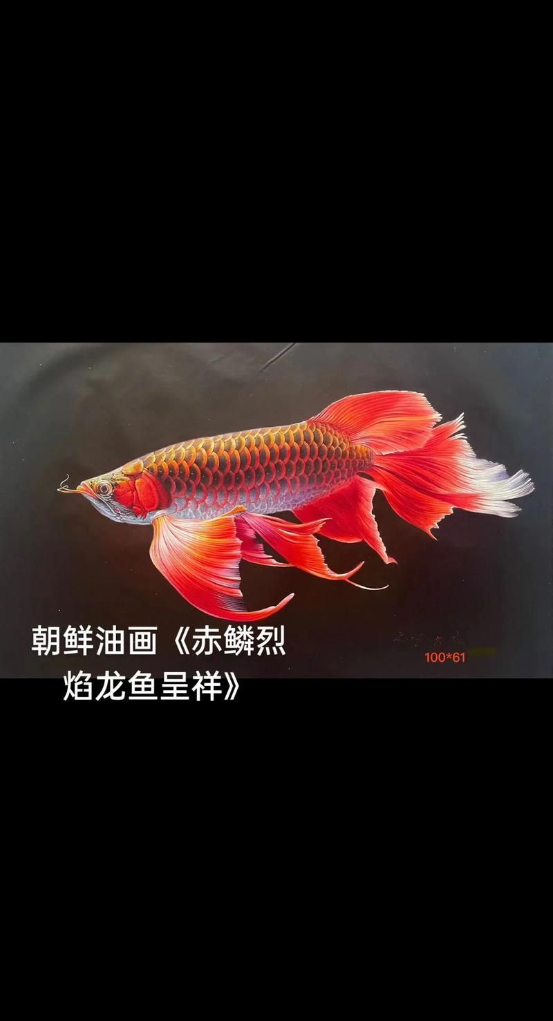 如何辨別祥龍龍魚的真?zhèn)危浚绾伪鎰e祥龍龍魚