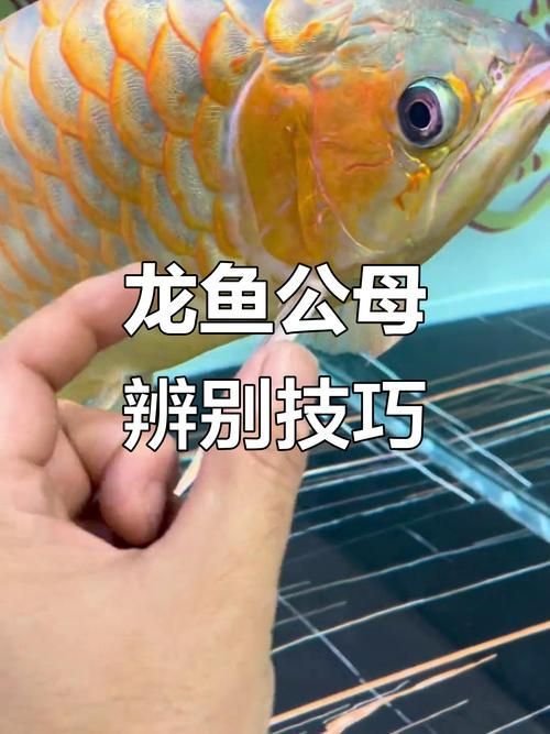如何辨別祥龍龍魚(yú)的真?zhèn)危浚绾伪鎰e祥龍龍魚(yú)