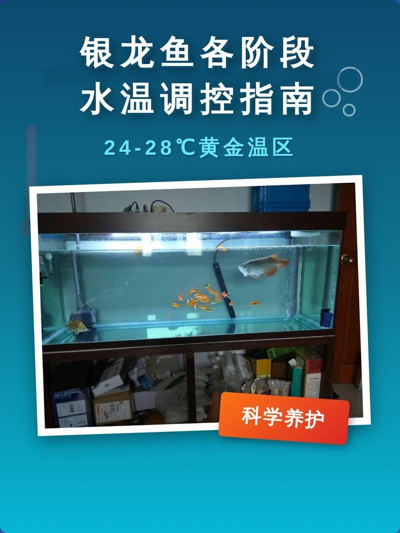 銀龍魚適合養在什么水溫？，銀龍魚適合養在什么水溫，