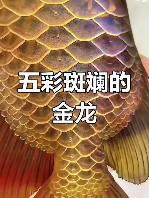百子金龍魚有哪些品種？，百子金龍魚品種對比表，幫你一眼看懂各品種的區別