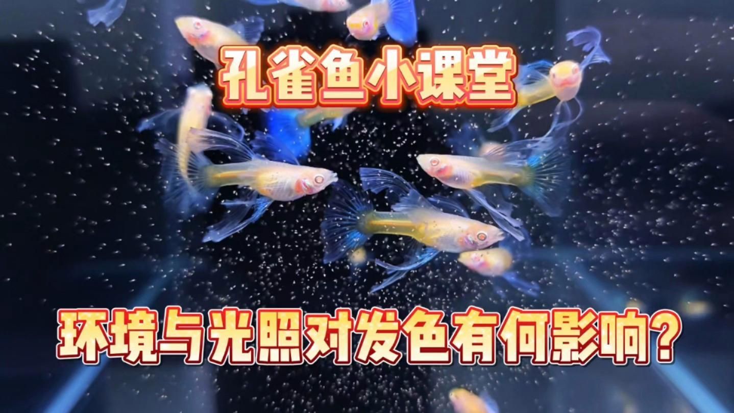 孔雀魚需要多少光照才能發(fā)色，孔雀魚發(fā)色指南