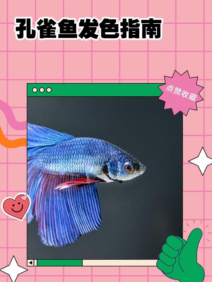 孔雀魚需要多少光照才能發(fā)色，孔雀魚發(fā)色指南