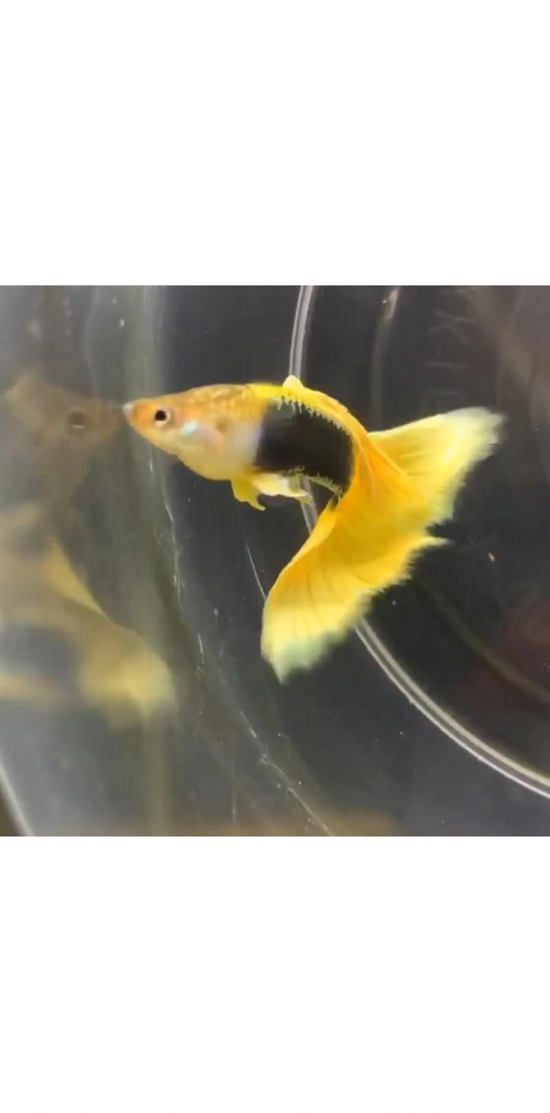 孔雀魚需要多少光照才能發(fā)色，孔雀魚發(fā)色指南