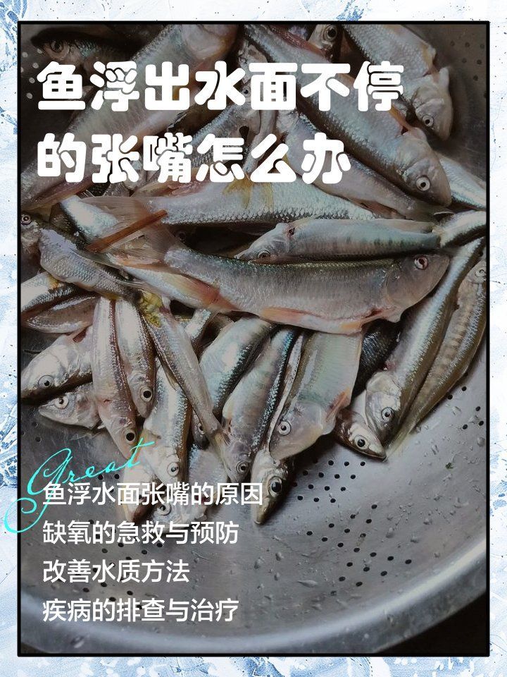 如何預(yù)防龍魚浮頭張嘴，如何防止龍魚浮頭張嘴