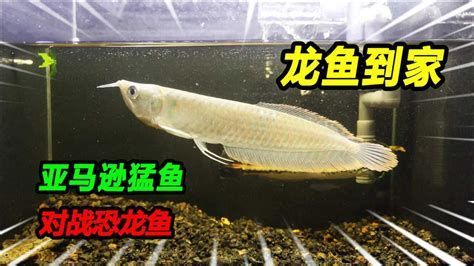 龍魚白白后還會變黑嗎，龍魚白白后還會變黑嗎龍魚白白后還會變黑嗎