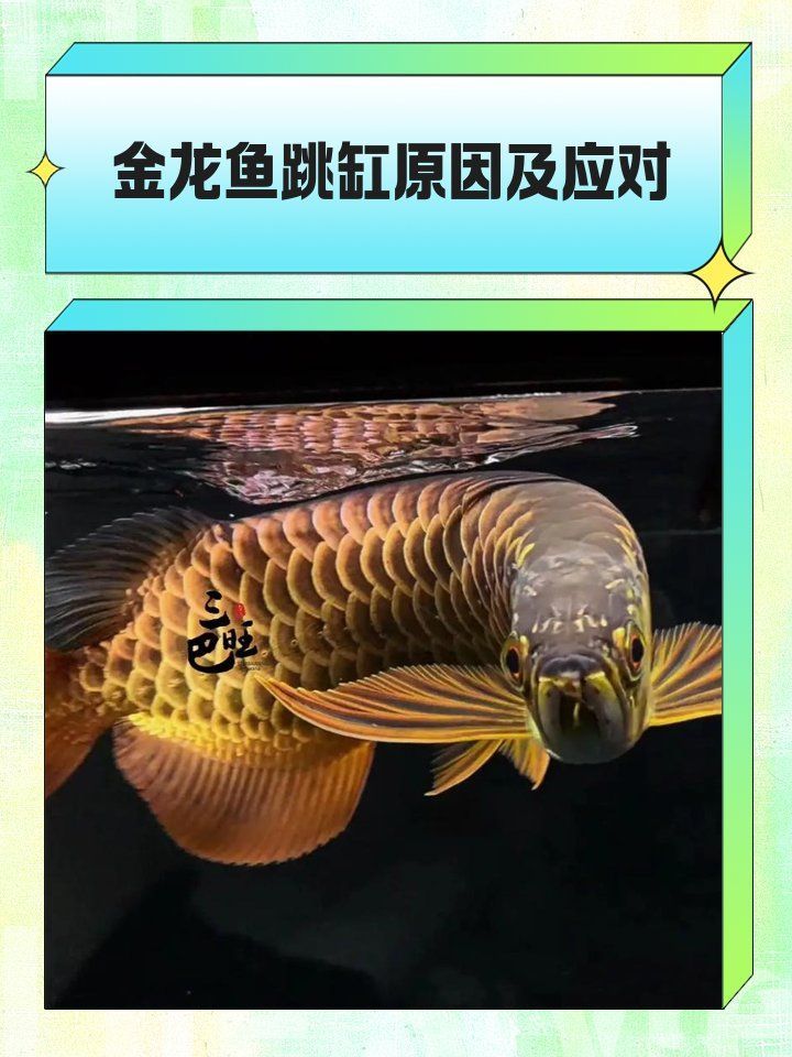 如何判斷龍魚是否想跳缸，如何判斷龍魚是否想跳缸，