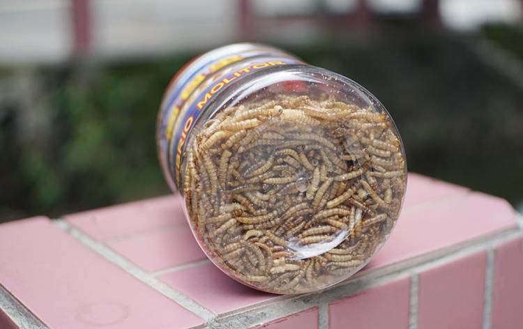 如何判斷龍魚是否適應干面包蟲飲食？，如何判斷龍魚是否適應干面包蟲