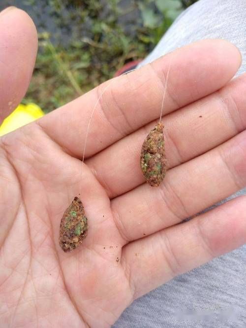 如何準備和清潔活餌，如何準備和清潔活餌思考完成