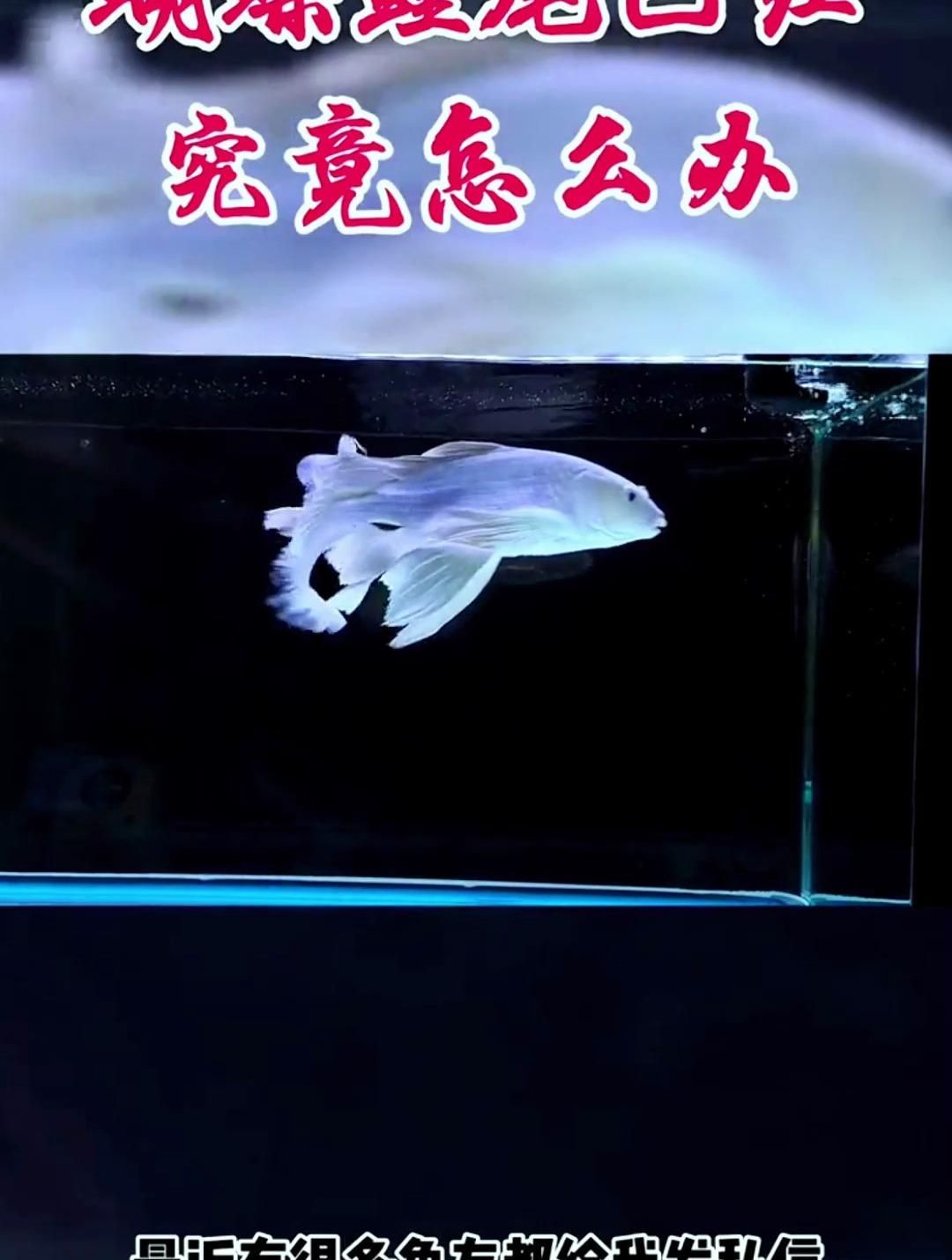 如何預(yù)防魚(yú)尾巴變紅充血，如何預(yù)防錦鯉魚(yú)尾巴變紅充血