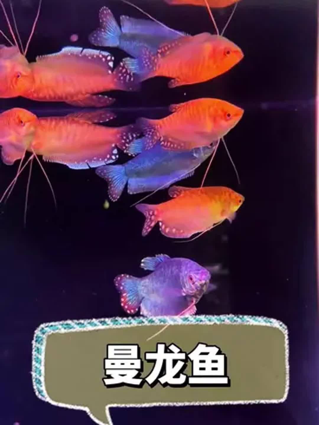 曼龍魚適合新手養嗎？，新手養曼龍魚，掌握幾個關鍵點，也能輕松養活曼龍魚