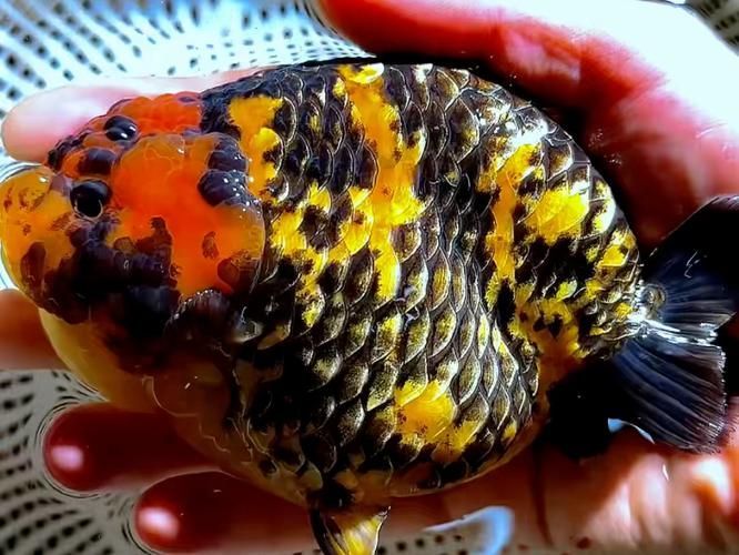 金老虎魚如何飼養(yǎng)？，金老虎魚如何飼養(yǎng)