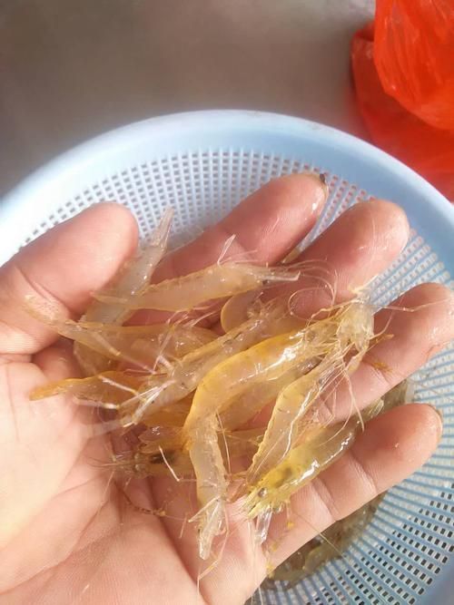 哪些食物富含維生素對龍魚恢復最有效，觀賞魚（龍魚）對龍魚恢復最有效思考完成調用工具今天吃什么