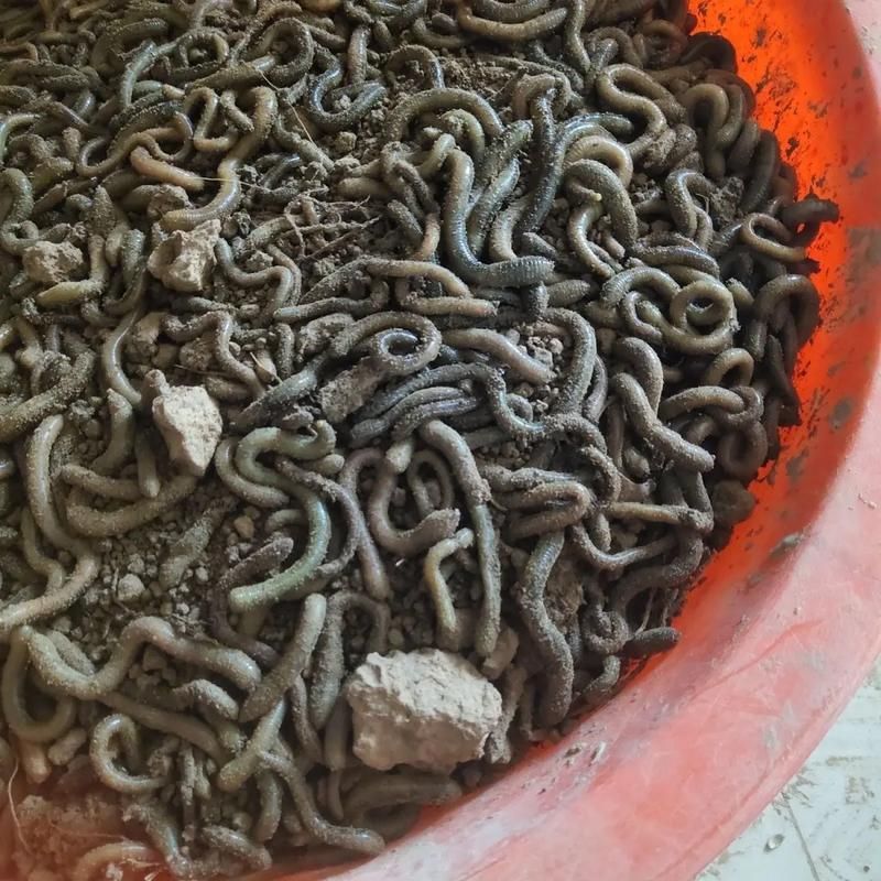 哪些食物富含維生素對龍魚恢復最有效，觀賞魚（龍魚）對龍魚恢復最有效思考完成調用工具今天吃什么