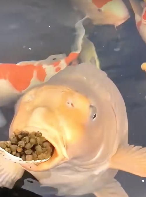 龍鳳鯉的飼養(yǎng)方法是什么？，龍鳳鯉的飼養(yǎng)方法