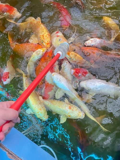 龍鳳鯉的飼養(yǎng)方法是什么？，龍鳳鯉的飼養(yǎng)方法