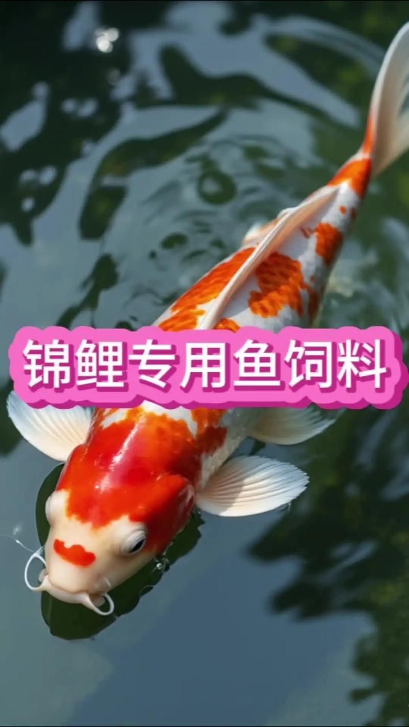 魚浮頭后應該如何喂食
