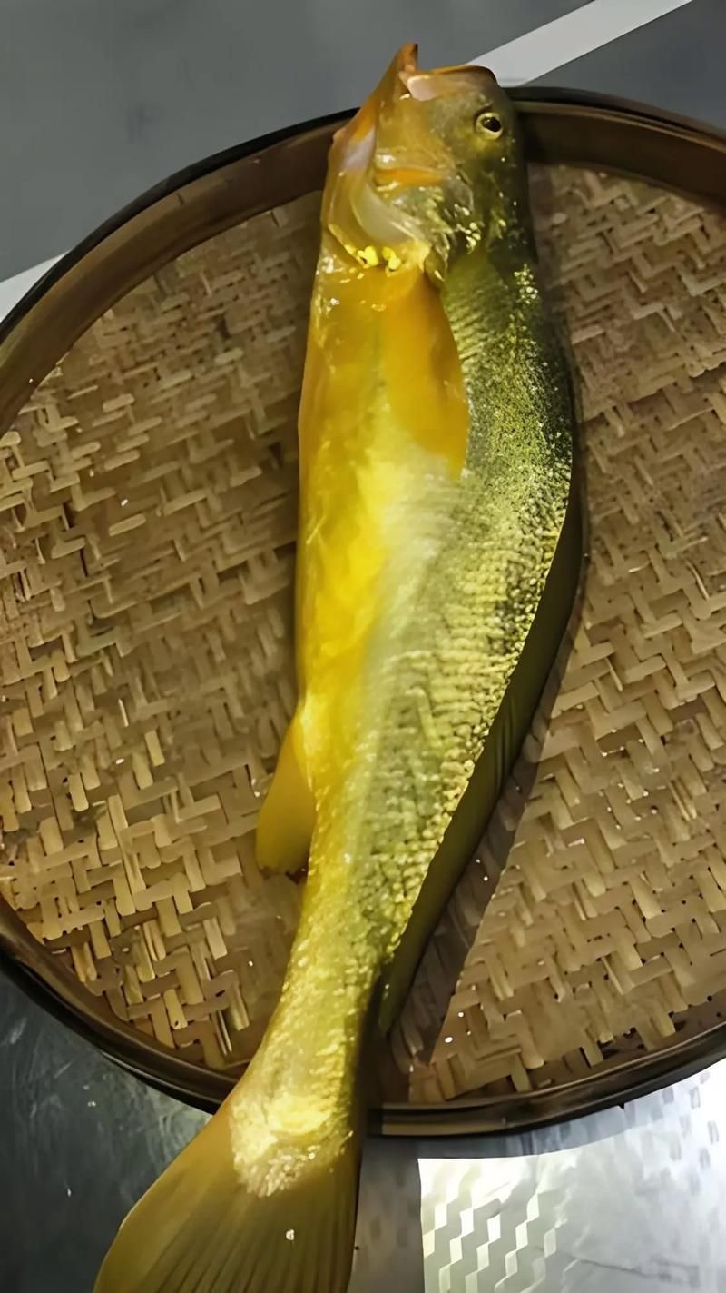 杰西卡恐龍魚哪個(gè)顏色最受歡迎？，杰西卡恐龍魚哪個(gè)顏色最受歡迎