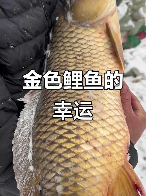 杰西卡恐龍魚哪個顏色最受歡迎？，杰西卡恐龍魚哪個顏色最受歡迎