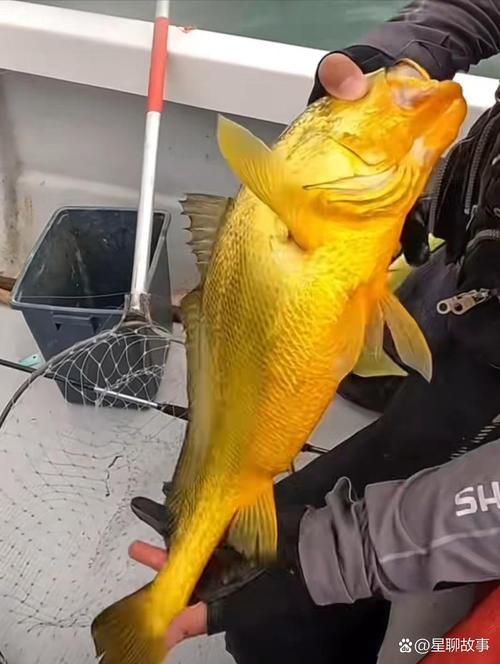 杰西卡恐龍魚哪個顏色最受歡迎？，杰西卡恐龍魚哪個顏色最受歡迎