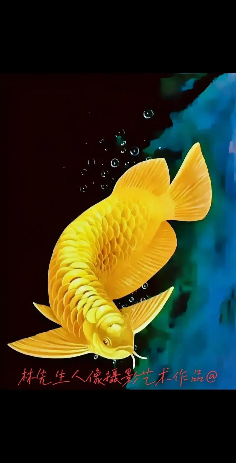 杰西卡恐龍魚哪個顏色最受歡迎？，杰西卡恐龍魚哪個顏色最受歡迎