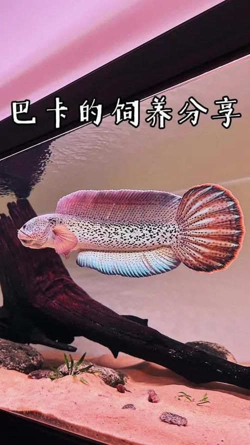 哪個品種的雷龍魚最稀有？，哪個品種的雷龍魚最稀有？哪個品種的雷龍魚最昂貴？