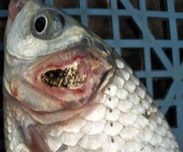 如何判斷龍魚鰓包是寄生蟲還是細菌感染？，如何判斷龍魚是寄生蟲還是細菌感染？