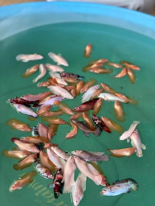 如何判斷魚腸炎的類型，如何判斷魚腸炎