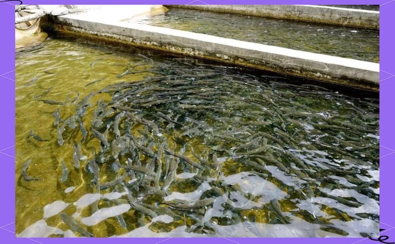 云龍魚水比喻在現代有哪些應用？，云龍魚水比喻在現代應用主要應用主要應用主要方面