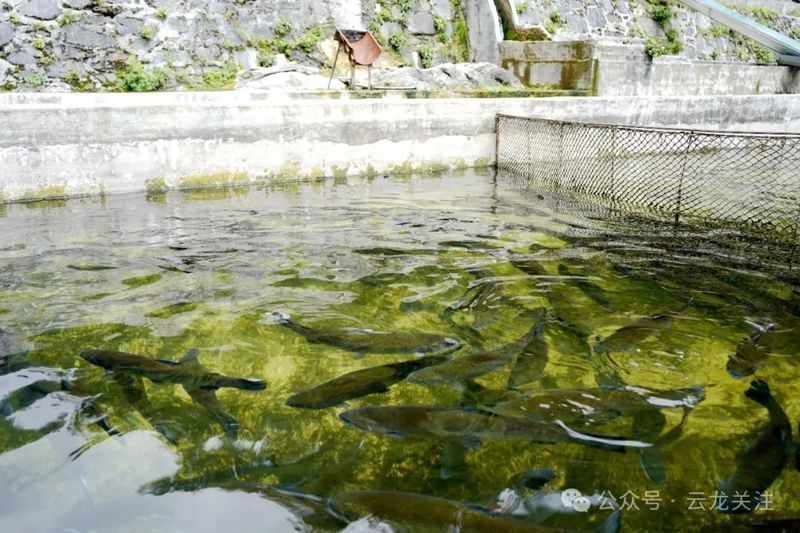 云龍魚水比喻在現代有哪些應用？，云龍魚水比喻在現代應用主要應用主要應用主要方面