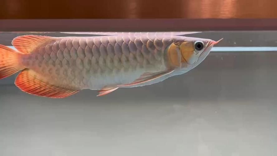 如何判斷龍魚的品種和品質？