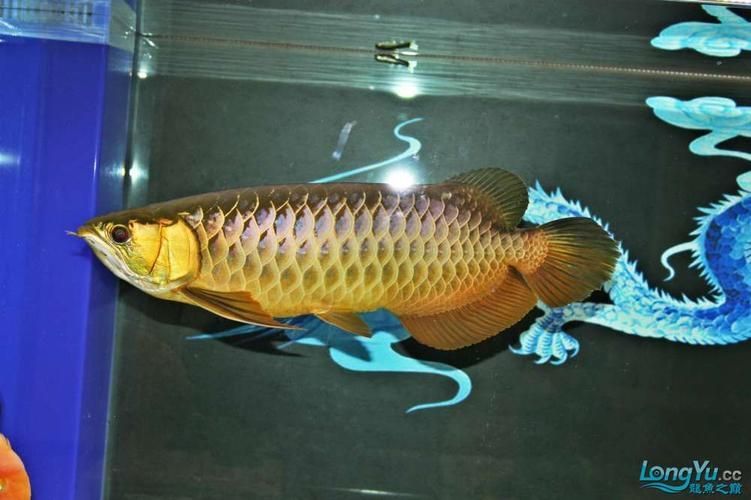 邯鄲龍魚的主要購買渠道有哪些，邯鄲龍魚的主要購買渠道有哪些邯鄲龍魚的主要購買渠道有哪些