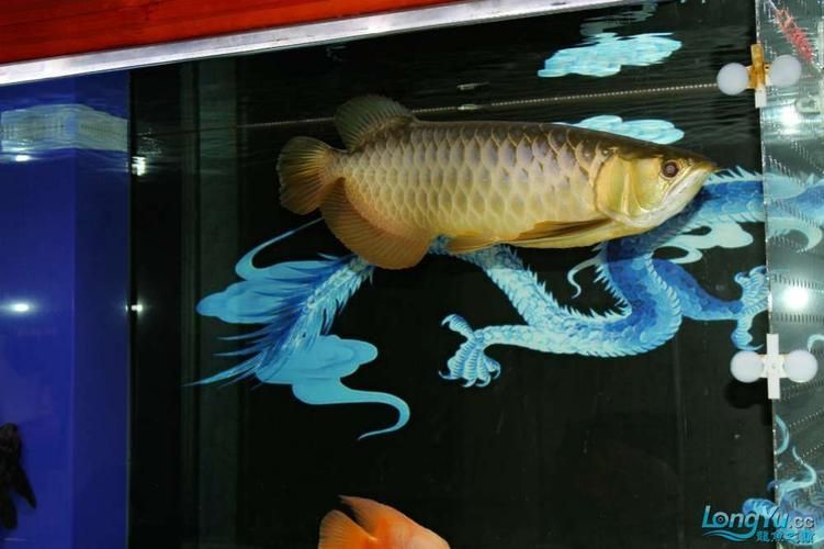 邯鄲龍魚的主要購買渠道有哪些，邯鄲龍魚的主要購買渠道有哪些邯鄲龍魚的主要購買渠道有哪些