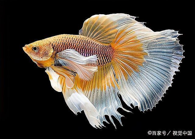 水霉病傳染速度有多快，水霉病傳染速度有多快思考完成arxiv論文助手