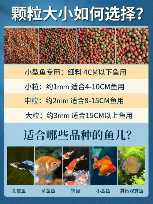 如何預防金魚炸鱗病，如何預防金魚炸鱗病（松鱗病）