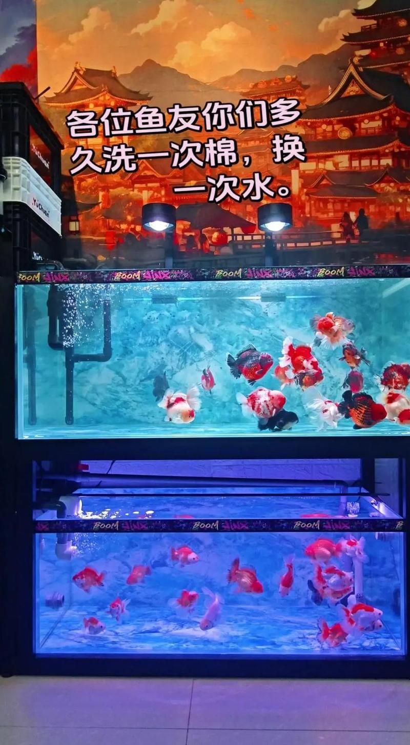 龍魚缸的過濾系統如何選擇？，龍魚缸的過濾系統選擇與配置建議，新手養魚必看