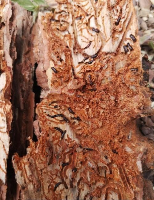如何預(yù)防黑身松鱗病的發(fā)生，黑身松鱗病如何防治