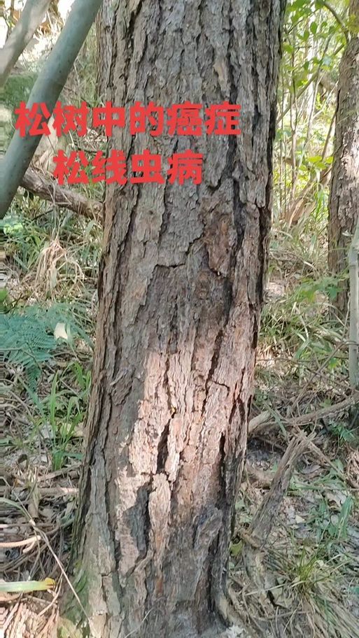 如何預(yù)防黑身松鱗病的發(fā)生，黑身松鱗病如何防治